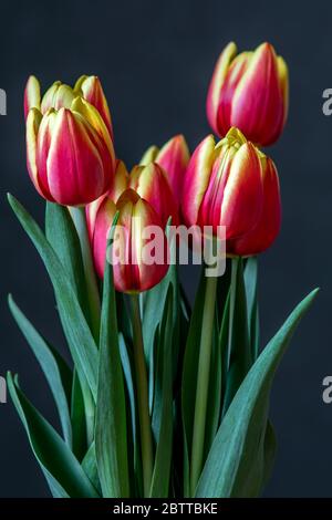 Bouquet of colorful tulips isolated on grey background Stock Photo