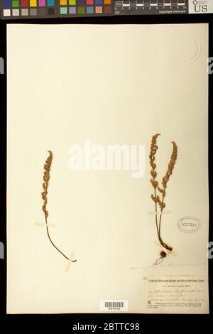 Myriopteris rufa Fe Myriopteris rufa Fe Stock Photo - Alamy