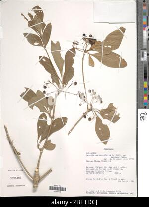 Pavetta gardeniifolia Hochst ex A Rich. Stock Photo