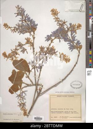 Petrea pubescens Turcz. Stock Photo