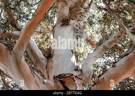 Close up of the large trunk of an eucalyptus tree and branches, growing in South San Francisco Bay Area, California; eucalyptus trees are native to Au Stock Photo