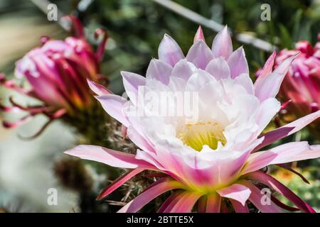 Close up of white and pink flowers of a hedgehog (Echinopsis) cactus blooming in a garden in California Stock Photo