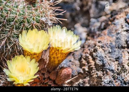 Close up of the yellow flowers of a hedgehog (Echinopsis) cactus blooming in a garden in California Stock Photo