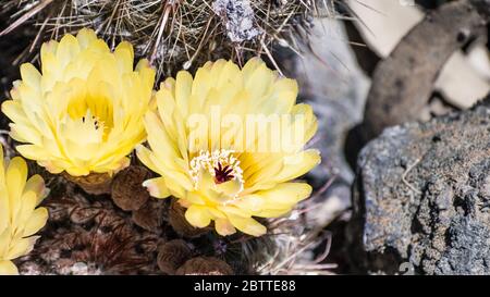 Close up of the yellow flowers of a hedgehog (Echinopsis) cactus blooming in a garden in California Stock Photo