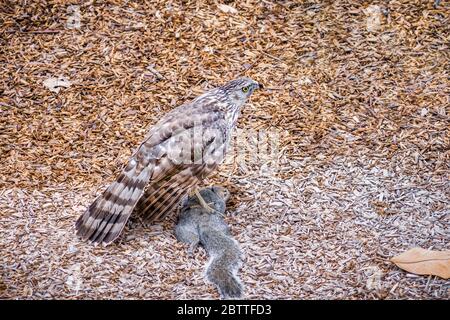 Cooper's Hawk (Accipiter cooperii) standing on a freshly caught tree squirrel; San Francisco Bay Area, California; Stock Photo