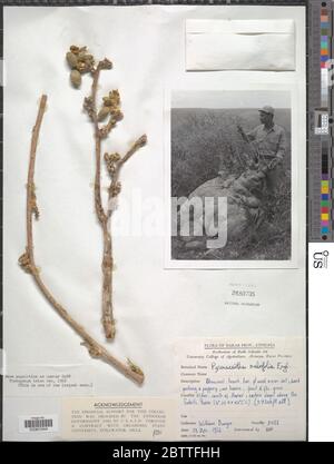 Pyrenacantha malvifolia. Stock Photo