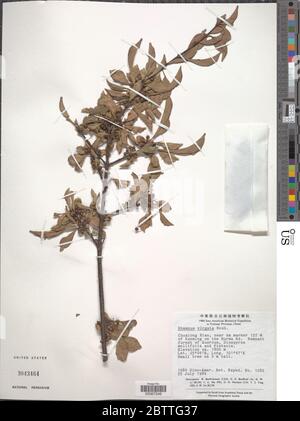 Rhamnus virgata Roxb. Stock Photo