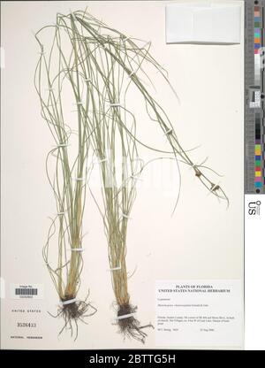 Rhynchospora chalarocephala Fernald Gale Rhynchospora chalarocephala