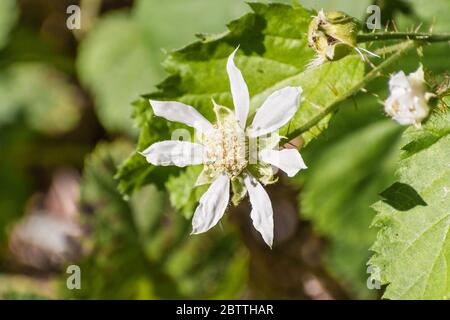 Close up of California blackberry (Rubus ursinus) flower and leaf, Santa Cruz Mountains, California Stock Photo