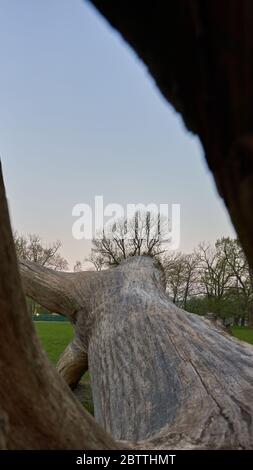 Large pine tree in front of a blue cloudy sky Stock Photo