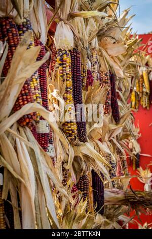 Fall harvest, colorful dried Indian corn for holiday decorating Stock Photo