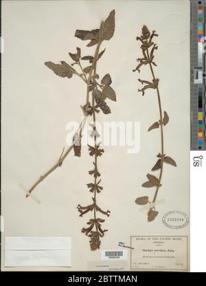 Stachys coccinea Ortega. Stock Photo