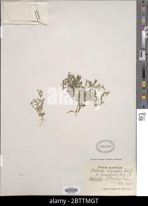 Stellaria crassifolia Ehrh. Stock Photo
