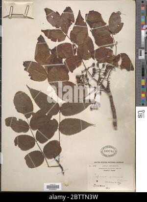 Tapiscia sinensis Oliv. Stock Photo