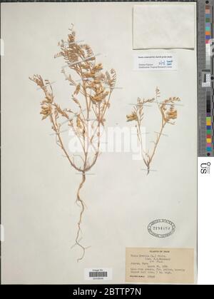 Vicia ervilia. Stock Photo