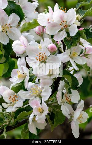 Apple blossoms, Apple orchard, SW Michigan, USA, by James D Coppinger/Dembinsky Photo Assoc Stock Photo