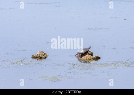 A painted turtle basks in the warm spring sunshine.  He is perched on the exposed part of a submerged log in a weedy swamp. Stock Photo