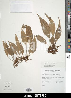 Antrophyum plantagineum Cav Kaulf. Stock Photo