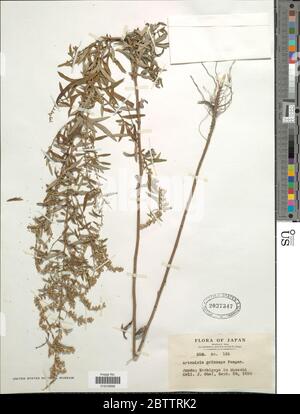 Artemisia princeps Pamp. Stock Photo
