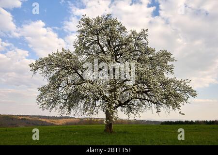 Apple tree (pomum ligni) blooms beautifully in white, gray clouds in the blue sky, green grass.Baden Wuerttemberg, Germany Stock Photo