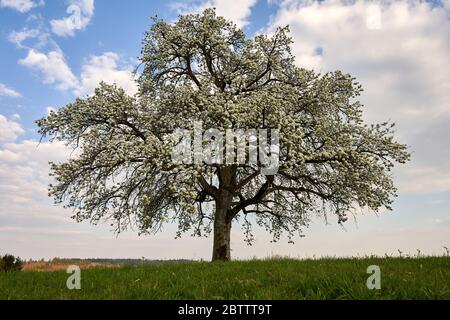 Apple tree (pomum ligni) blooms beautifully in white, gray clouds in the blue sky, green grass.Baden Wuerttemberg, Germany Stock Photo