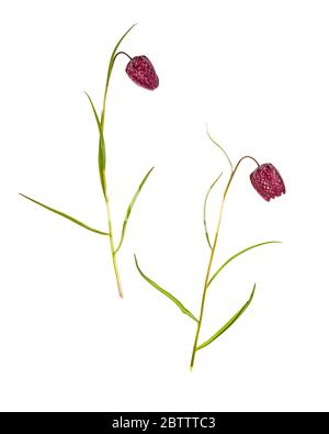 Snake's Head or Checkered Lily (Fritillaria meleagris) on a white background Stock Photo