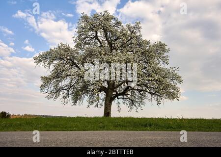 Apple tree (pomum ligni) blooms beautifully in white, gray clouds in the blue sky, green grass.Baden Wuerttemberg, Germany Stock Photo