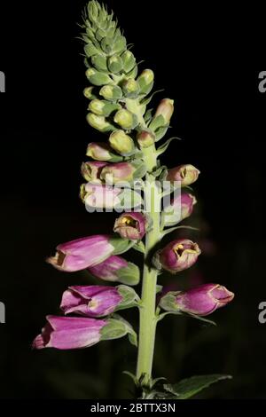 Wild flower digitalis purpurea family plantaginaceae modern botanical book high quality print Stock Photo