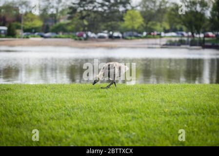 Canadian gosling eating and walking in green grass Stock Photo