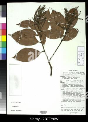 Lithocarpus celebicus Miq Rehder. Stock Photo