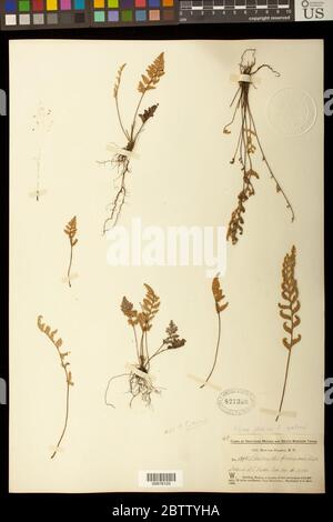 Myriopteris rufa Fe Myriopteris rufa Fe Stock Photo - Alamy