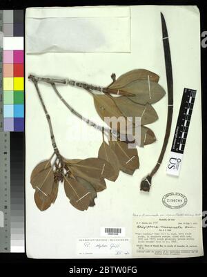 Rhizophora mucronata var stylosa Lam. Stock Photo