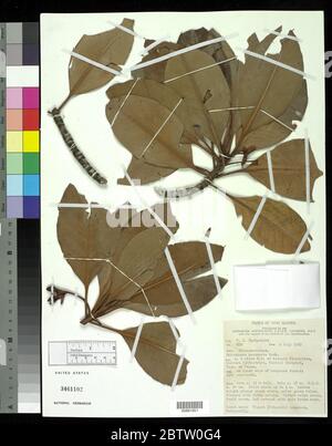 Rhizophora mucronata Lam. Stock Photo