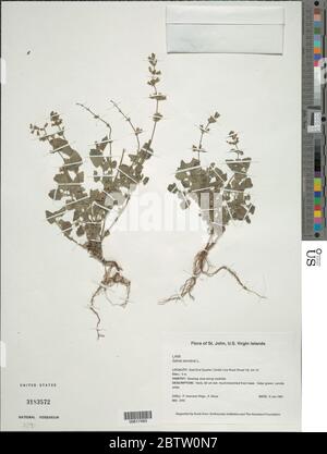 Salvia serotina L. Stock Photo