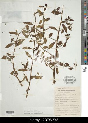 Ludwigia affinis DC H Hara. Stock Photo