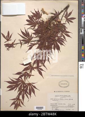 Acer palmatum f hessei Schwer. Stock Photo
