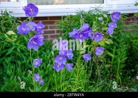 Purple Canterbury Bell flowers in a residential garden. Stock Photo