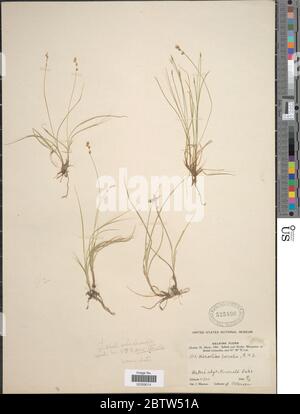 Carex disperma Dewey. Stock Photo