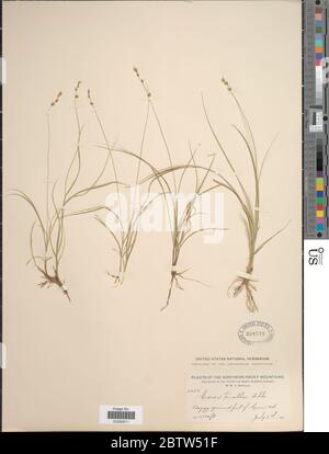 Carex disperma Dewey. Stock Photo