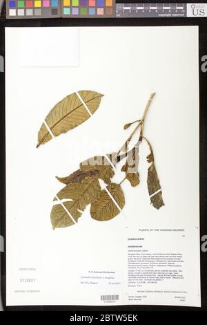 Cyrtandra heinrichii H St John x C longifolia Wawra Hillebr ex CB Clarke. Stock Photo