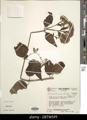 Fleischmannia mayorii BL Rob RM King H Rob. Stock Photo