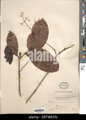 Ixora macrophylla Bartl. Stock Photo