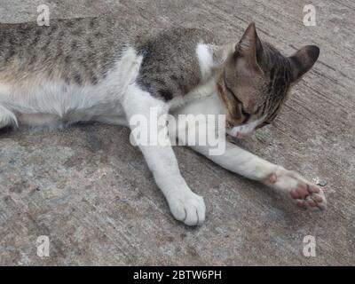 The cat has gray stripes, black and white secrets. Stock Photo