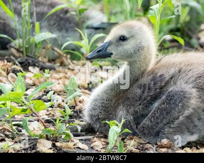 Canada goose gosling nesting in a patch of brush surrounded by green foliage. Stock Photo