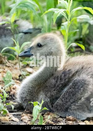 Canada goose gosling nesting in a patch of brush surrounded by green foliage. Stock Photo