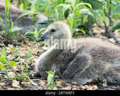 Canada goose gosling nesting in a patch of brush surrounded by green foliage. Stock Photo