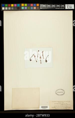 Bernoullia flammea Bernoullia flammea Stock Photo Alamy