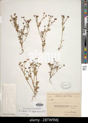 Chrysanthellum indicum. Stock Photo