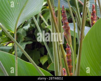 The galangal family has tall leaves and red long flowers. Stock Photo