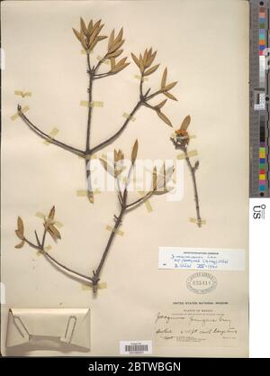 Jacquinia macrocarpa subsp pungens Cav. Stock Photo